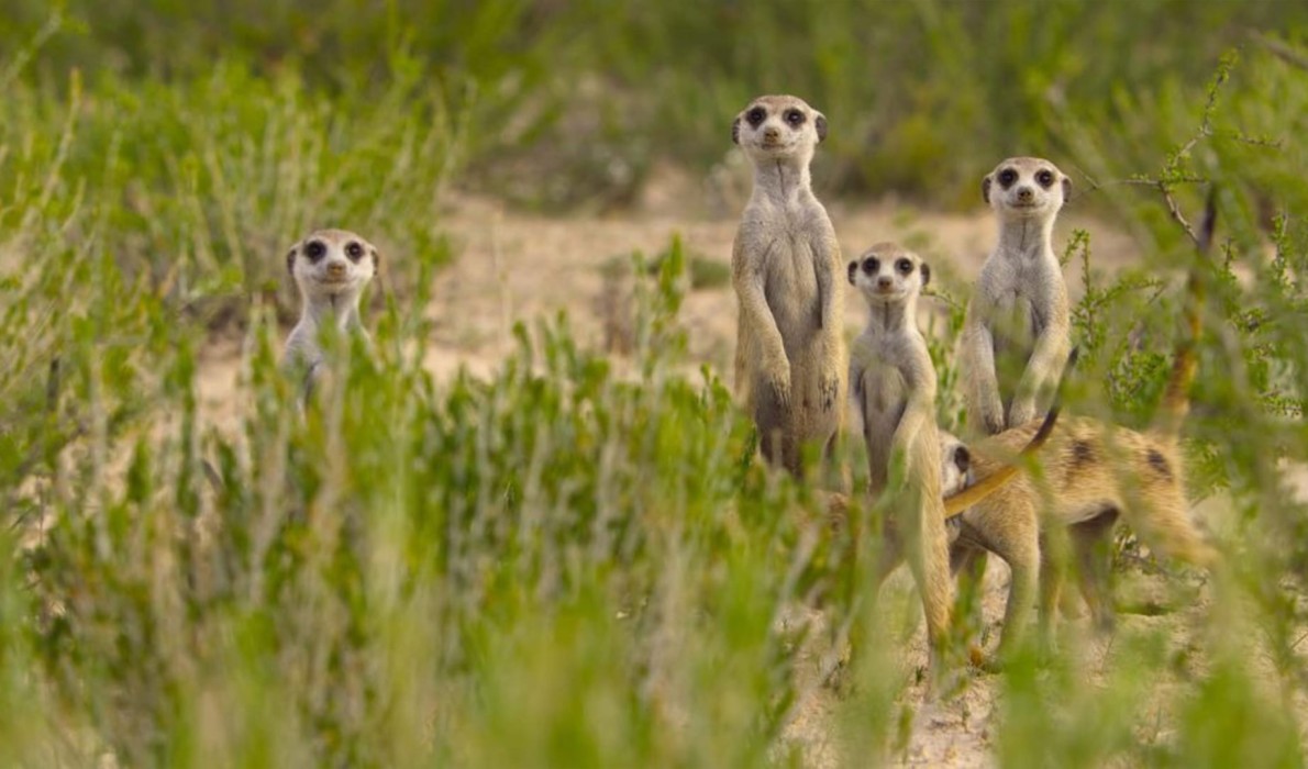 ‘Doğanın Dahileri’, 20 Ağustos Çarşamba 20.00’de National Geographic WILD Ekranlarında!